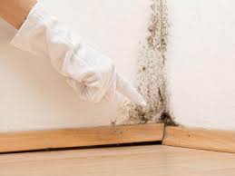 Mold Removal Services